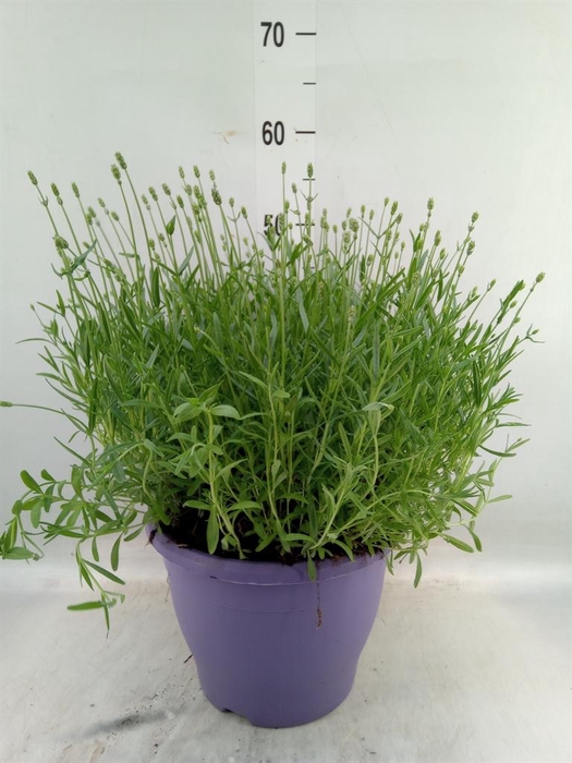 <h4>Lavandula angus. 'Essence Pure'</h4>
