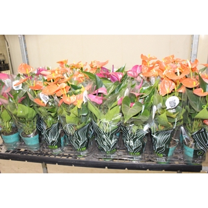 ANTHURIUM VARIADO P12
