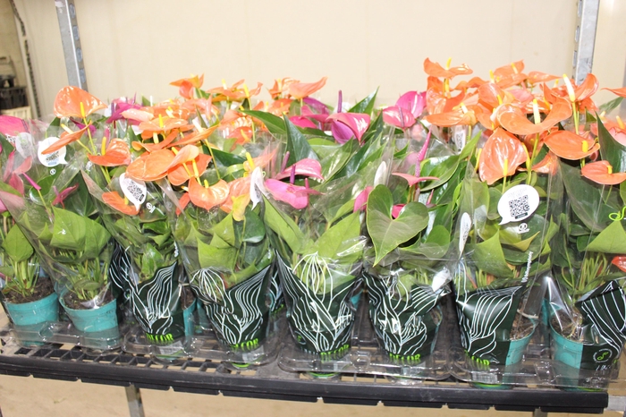 <h4>ANTHURIUM VARIADO P12</h4>