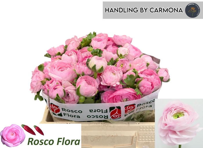 <h4>RAN EL PINK</h4>