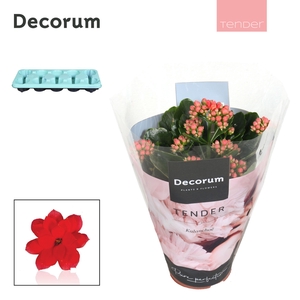 Kalanchoe Decorum TENDER - Serenity Light Red