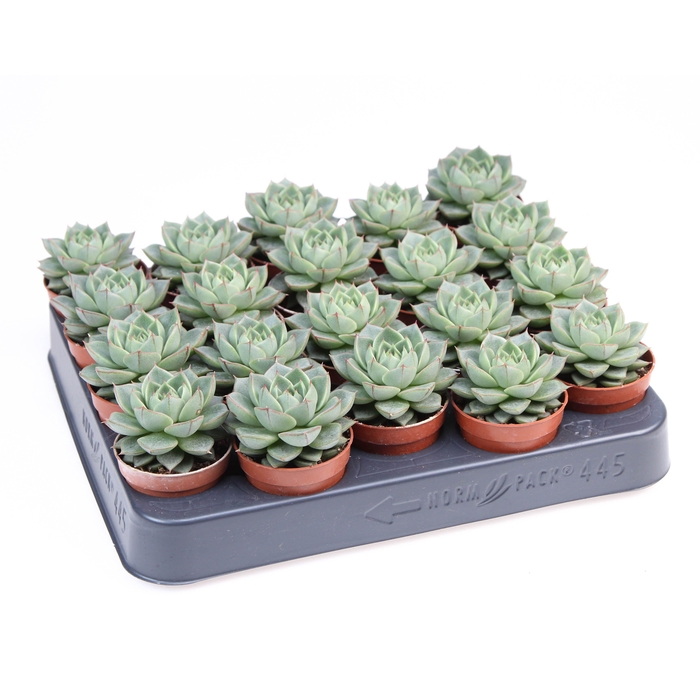 <h4>Echeveria fabiola</h4>
