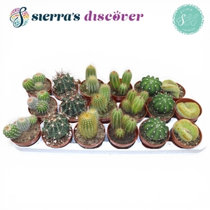 CACTUS GEM