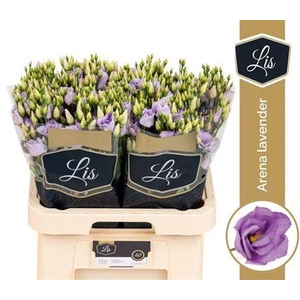 Eus G Arena Lavender