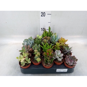 Succulents ...
