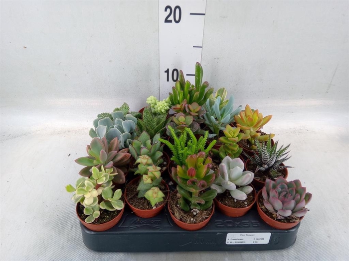 <h4>Succulents   ...</h4>