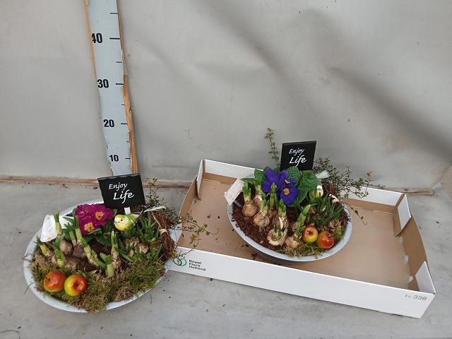 <h4>ARR BOL KNOLGEWAS</h4>