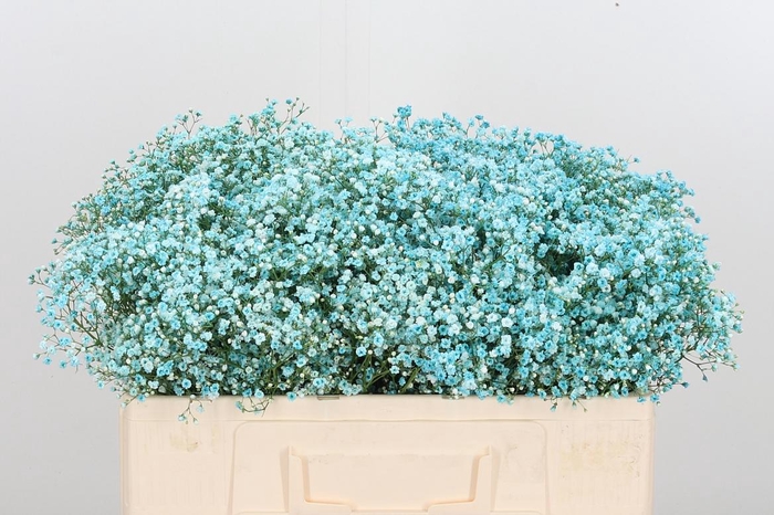 <h4>Gyps Painted Blue</h4>