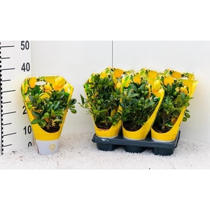 Citrus Limonella mini-stem sleeve