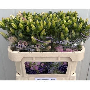 CAMPANULA MEDIUM 'PEARL PINK' CAMP