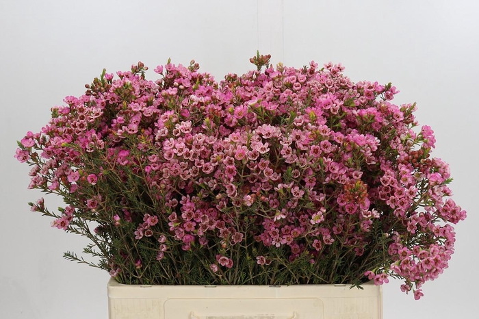 <h4>Chamelaucium Sarah's Delight</h4>