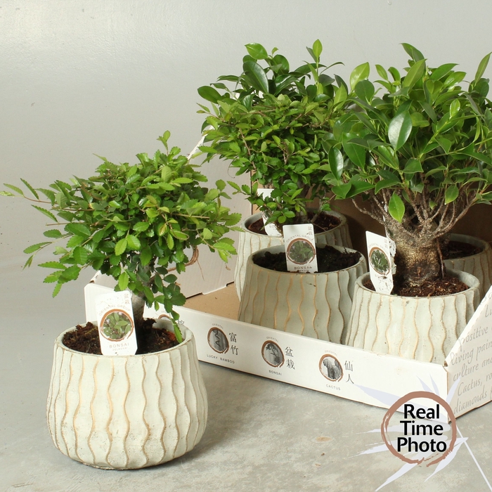 <h4>BONSAI GEM</h4>