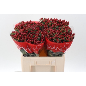 Hyp Light Red Rom 60cm