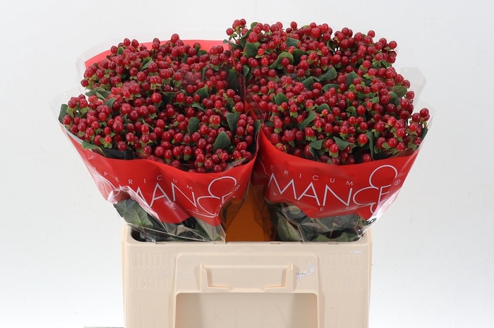 <h4>Hyp Light Red Rom 60cm</h4>