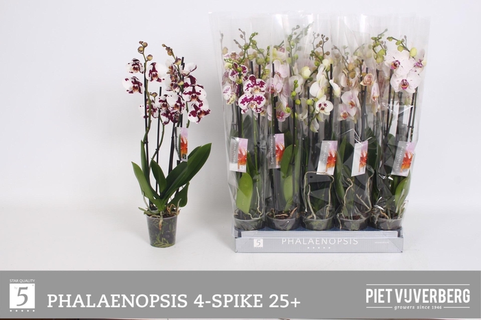 <h4>PHAL OV WIT</h4>
