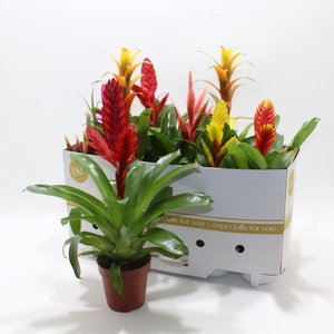 Bromelia   ...mix 10