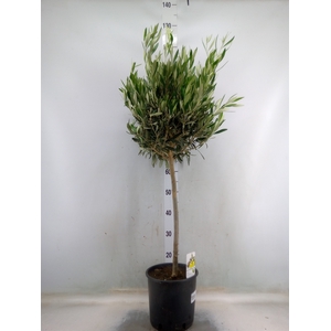 Olea europaea
