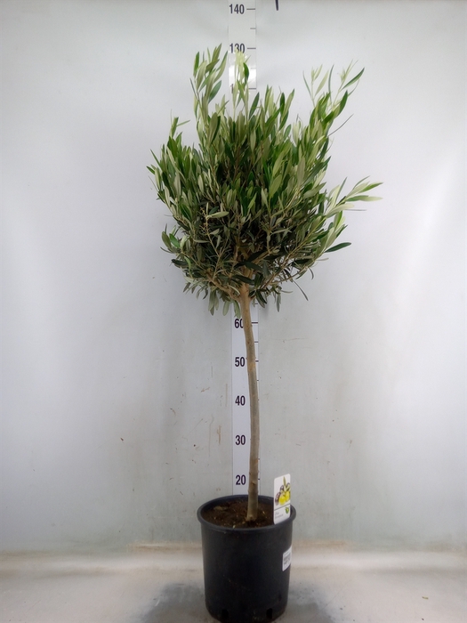 <h4>Olea europaea</h4>
