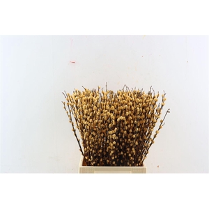 Salix Wilgenkatjes Zalm 50cm
