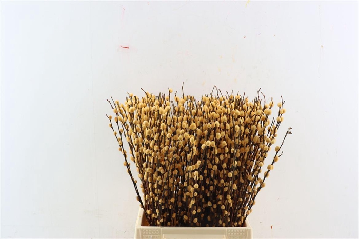 <h4>Salix Wilgenkatjes Zalm 50cm</h4>