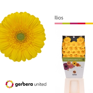 Ge Mi Ilios