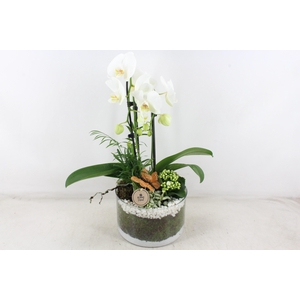 arr2 PL - Glas cilinder phal. wit