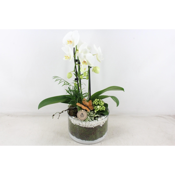 <h4>Arr2 Pl - Glas Cilinder Phal. Wit</h4>