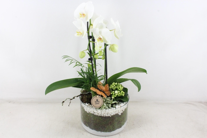 <h4>arr2 PL - Glas cilinder phal. wit</h4>