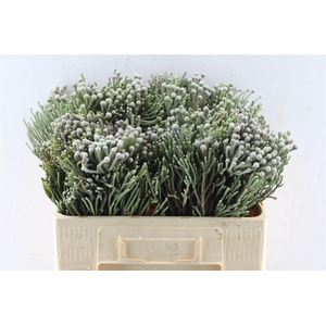 Kaaps Silver Brunia