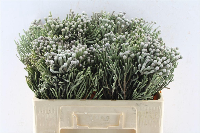 <h4>Kaaps Silver Brunia</h4>