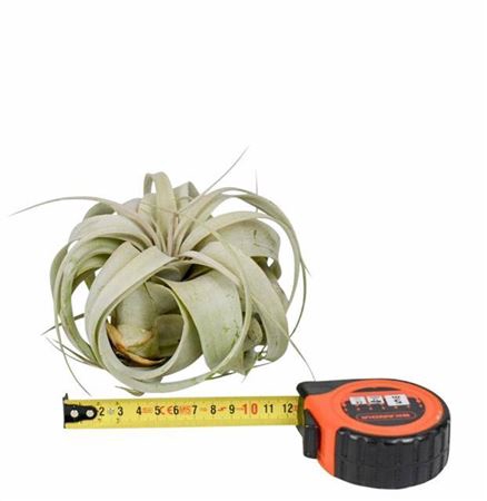 <h4>Tillandsia Xerographica X10</h4>