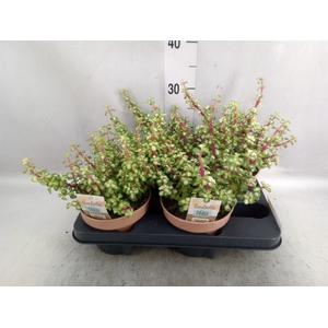 Portulacaria afra