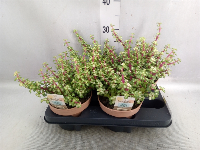 <h4>Portulacaria afra</h4>