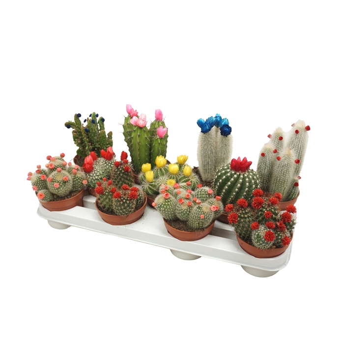 <h4>Cactus mix strobloem 10,5 cm</h4>