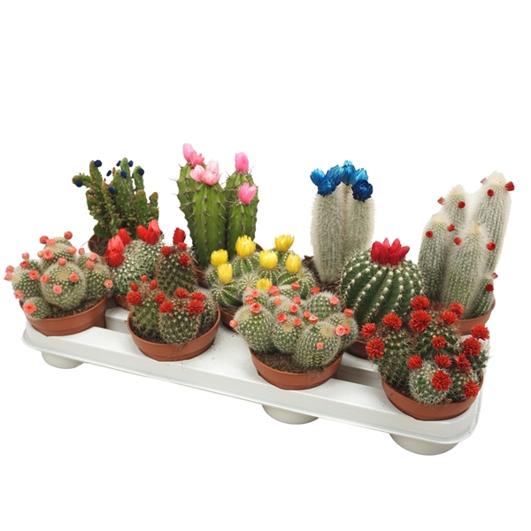 <h4>Cactus mix strobloem 10,5 cm</h4>