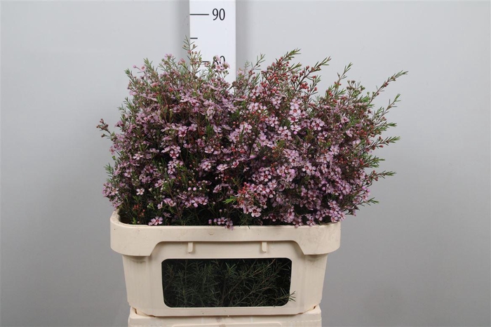 <h4>Chame Un Early Nir</h4>