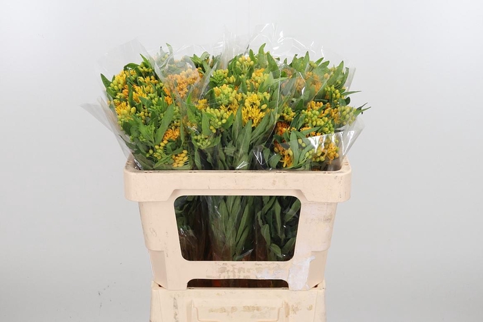 <h4>Ascl T Hello Yellow</h4>