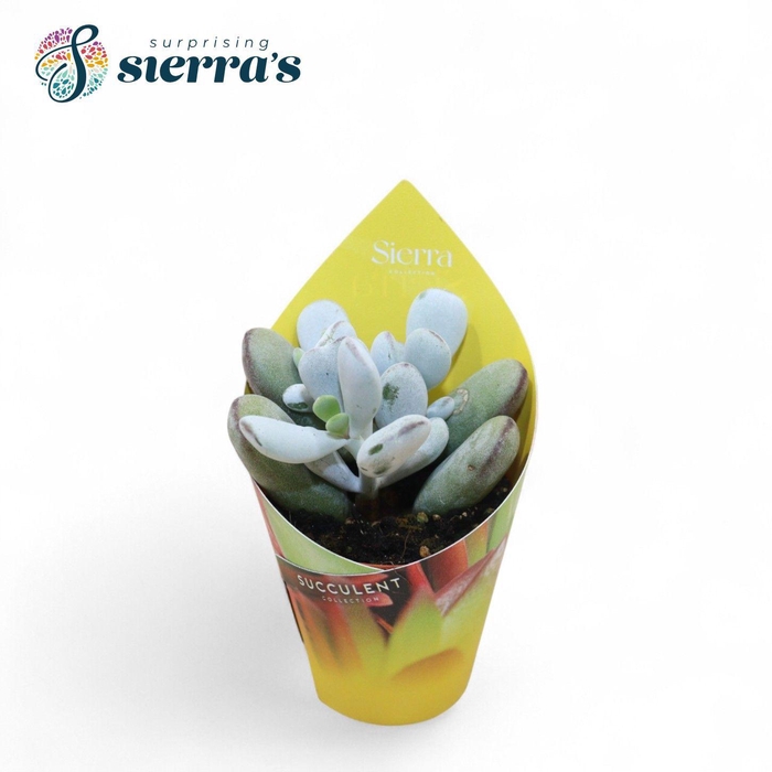 <h4>Cotyledon Orbiculata Higginsiae (Sierra)</h4>
