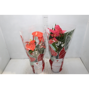 ANTHURIUM VARIADO P17