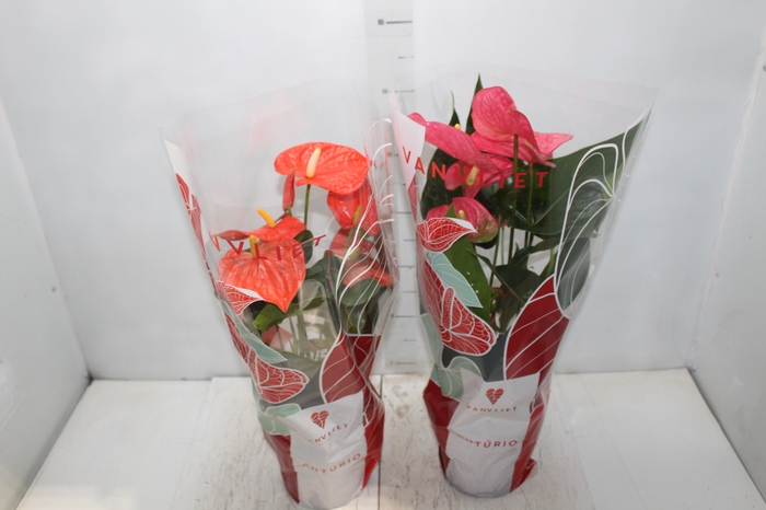 <h4>ANTHURIUM VARIADO P17</h4>