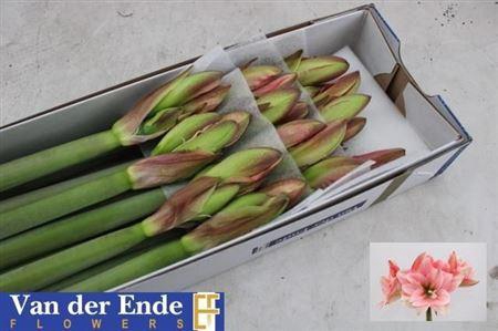 <h4>Hipp Dg Pink Glory</h4>