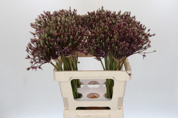 <h4>Allium Spider</h4>