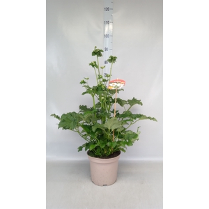 Anemone hybrida 'Honorine Jobert'