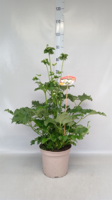 <h4>Anemone hybrida 'Honorine Jobert'</h4>