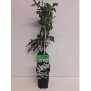 Clematis montana 'Wilsonii'