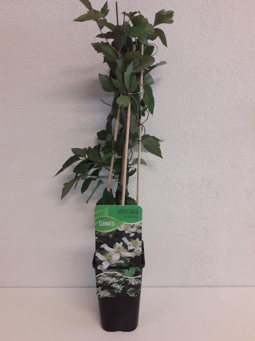 <h4>Clematis montana 'Wilsonii'</h4>