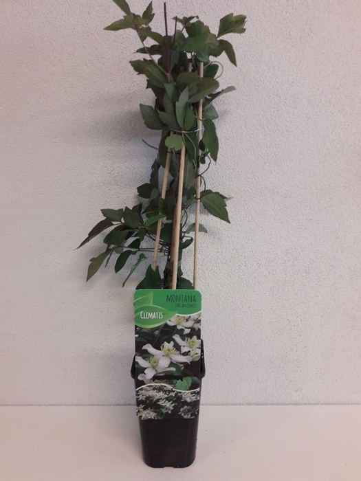 <h4>Clematis montana 'Wilsonii'</h4>