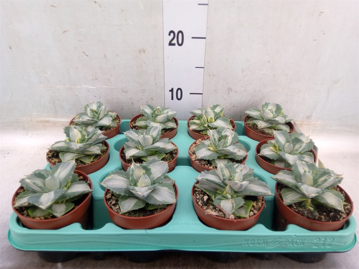 <h4>Agave   ...</h4>
