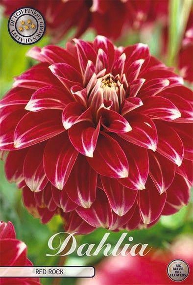 <h4>Dahlia Red Rock x1 l</h4>