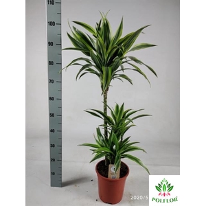 Dracaena Lemon Lime 21Ø 100cm 3pp